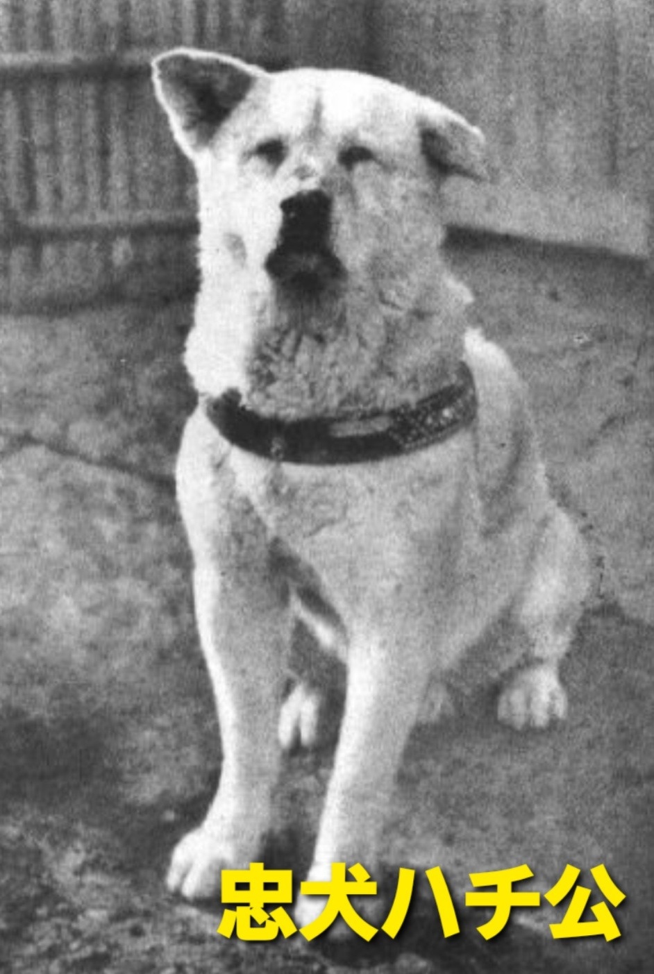 忠犬 No.509 4月、狂犬病予防、フィラリア予防、忠犬ハチ公 | スタッフ日記