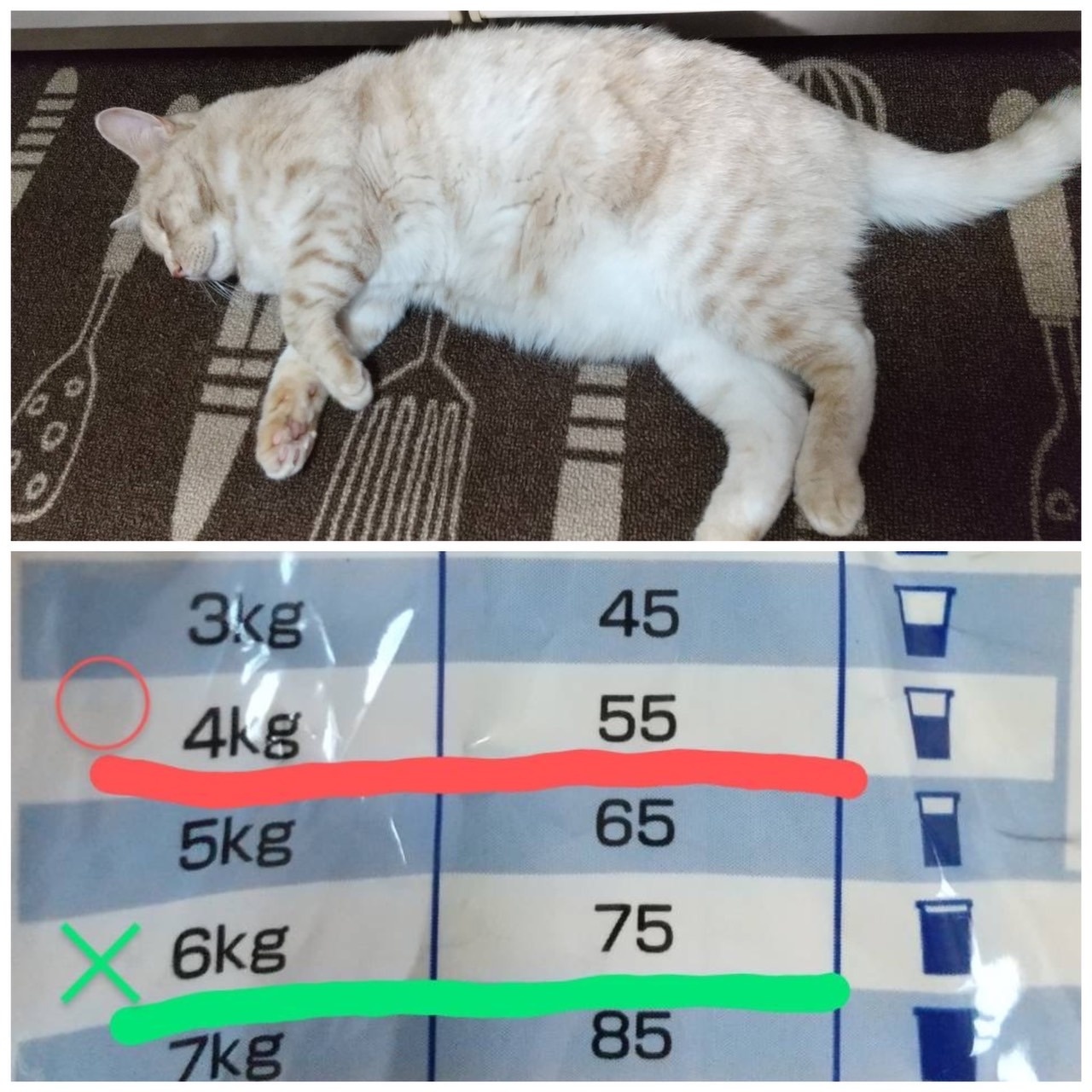 No.531 なぜ痩せない…( ｡ﾟДﾟ｡) | スタッフ日記 | あま動物病院 | あま