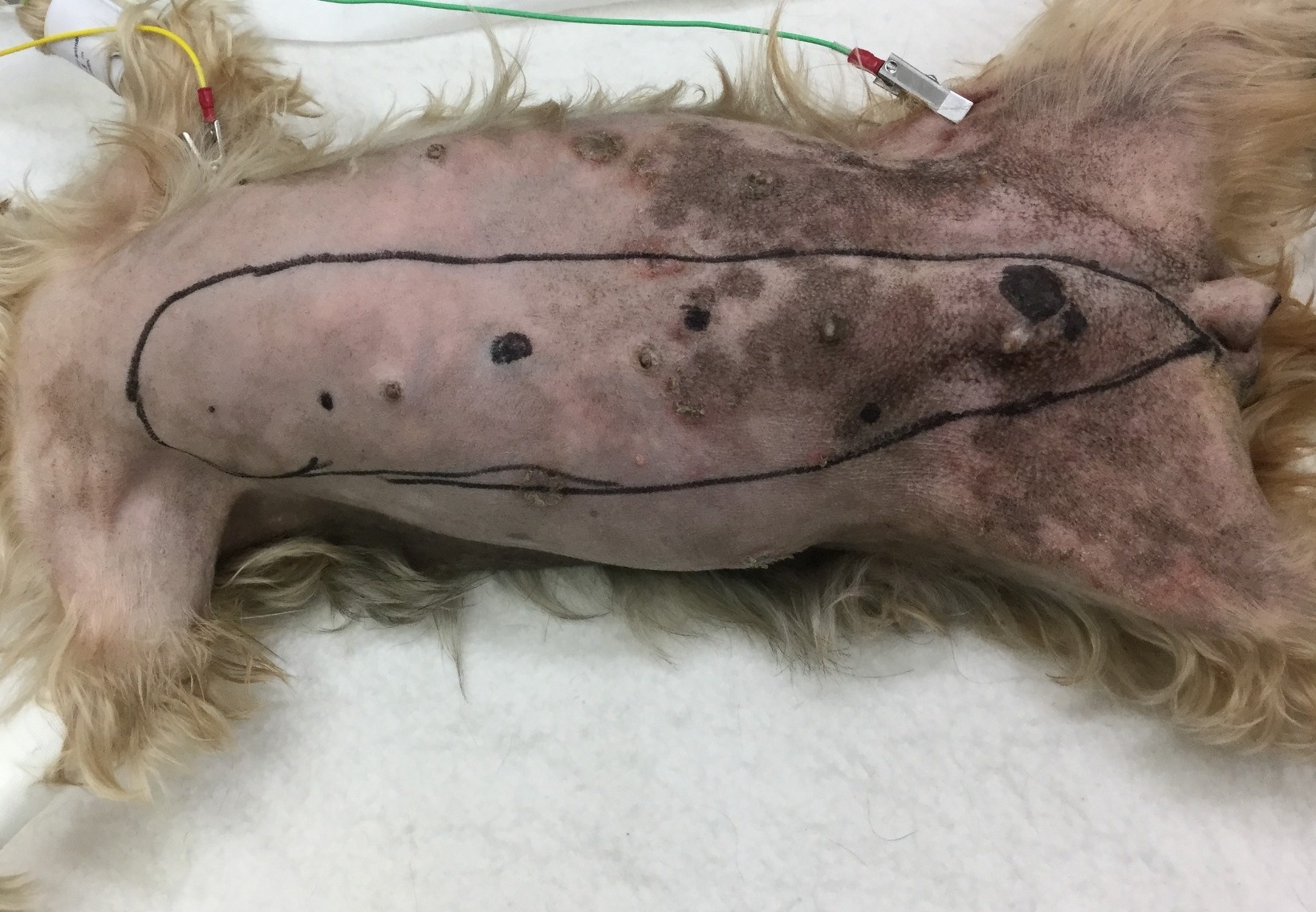 腫瘍科 | 各科のご案内 | あま動物病院 | あま市 大治町 清須市 津島市